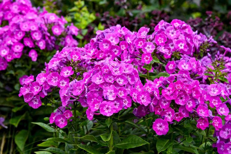Garden Phlox Benefits From Space Before Summer Crowding