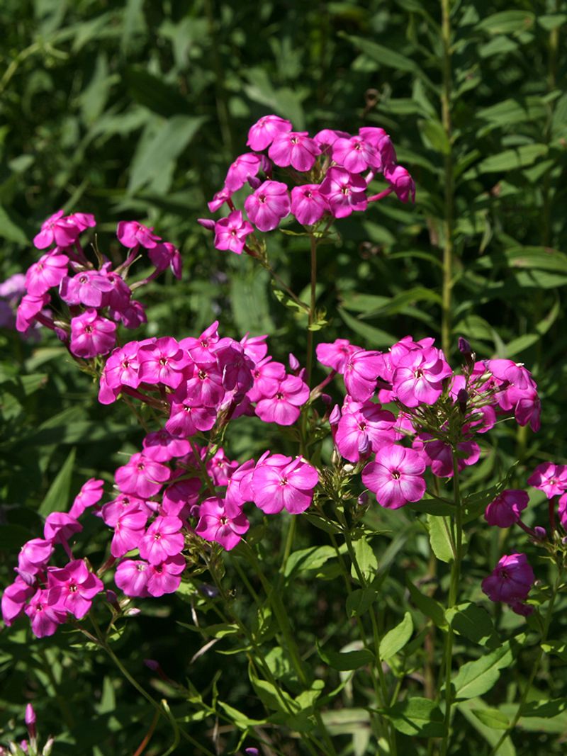 Garden Phlox Brings Midseason Color