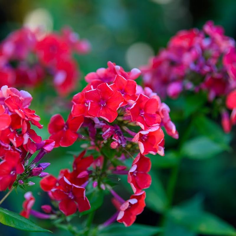 Garden Phlox Extends Color Well Past Spring