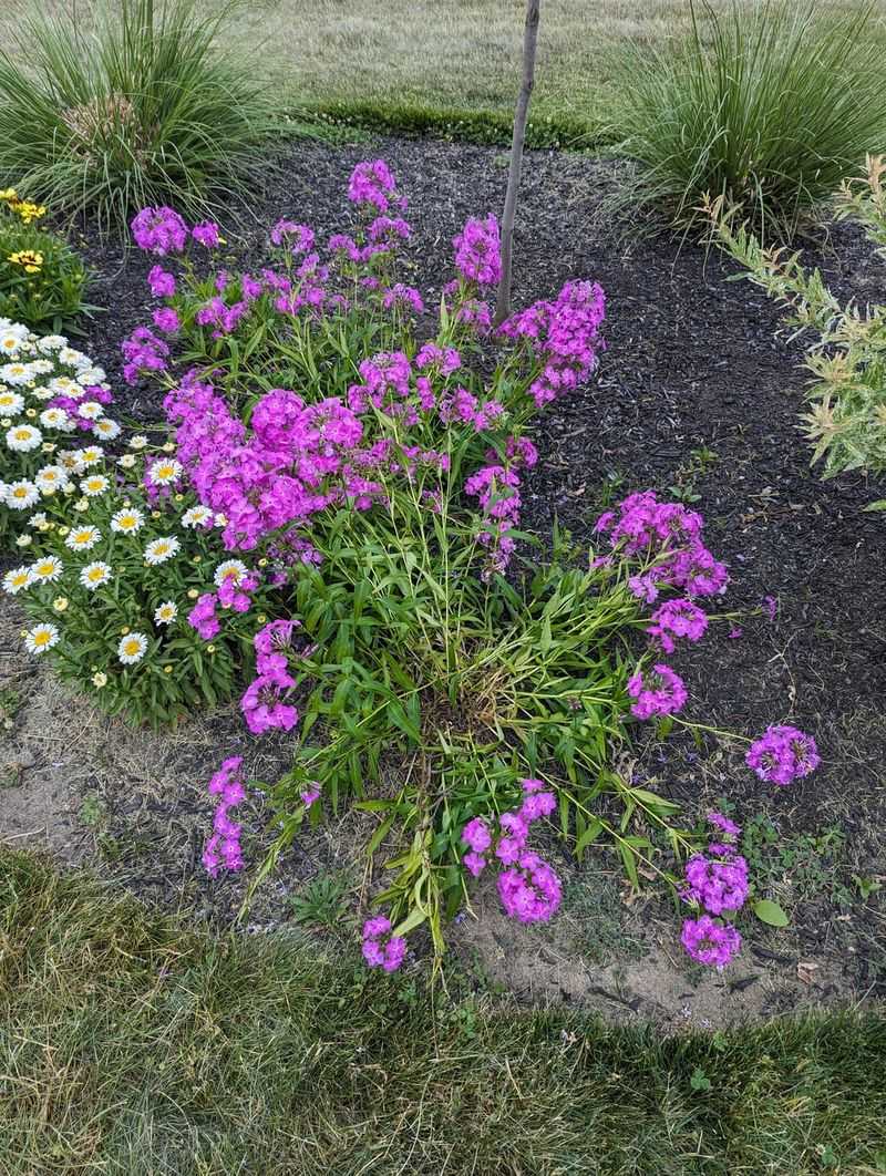 Garden Phlox Gets Top-Heavy Along Narrow Borders
