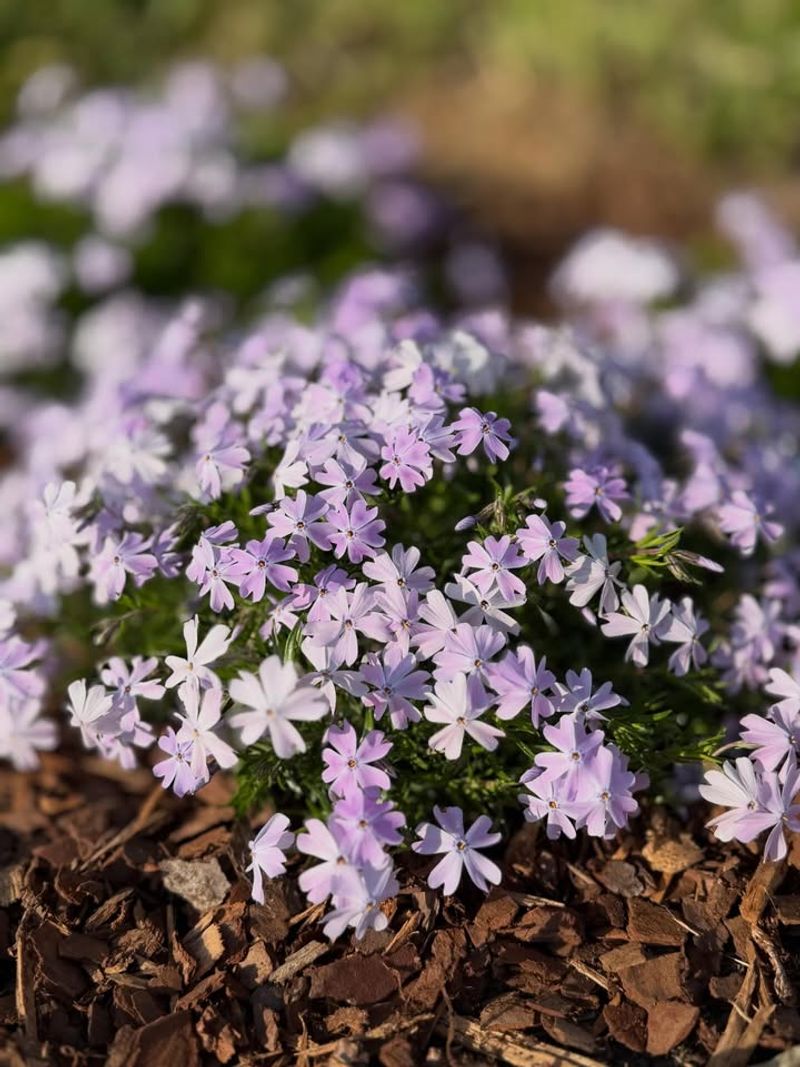 Garden Phlox Gives New Sections A Fast Start