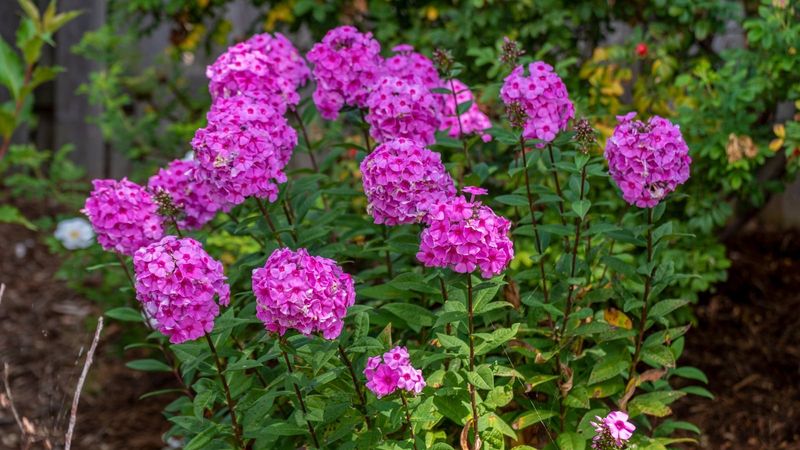 Garden Phlox Needs Fresh Space