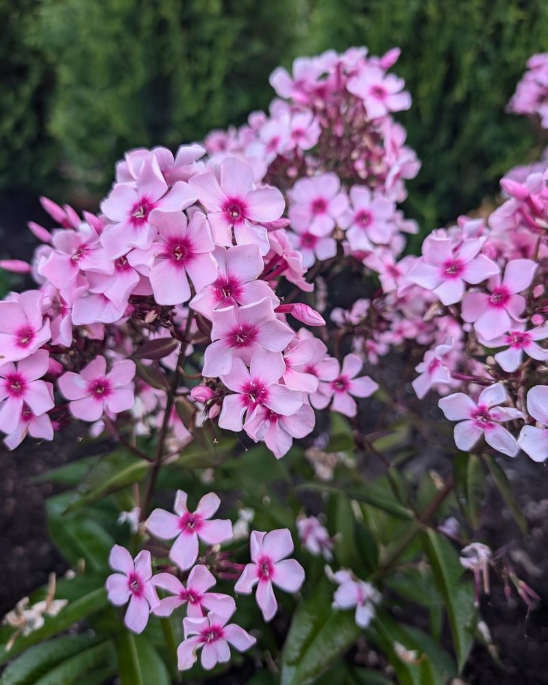 Garden Phlox (Phlox Paniculata 'Bubblegum Pink') Garden Phlox (Phlox Paniculata 'Bubblegum Pink')