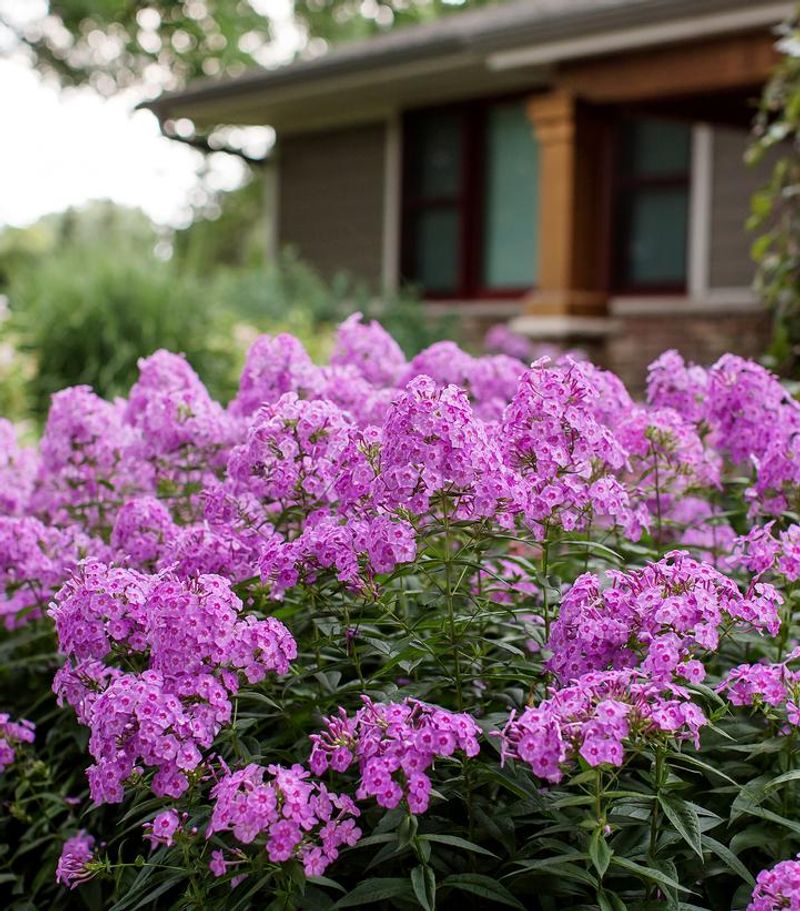 Garden Phlox Should Wait For Cooler Weather