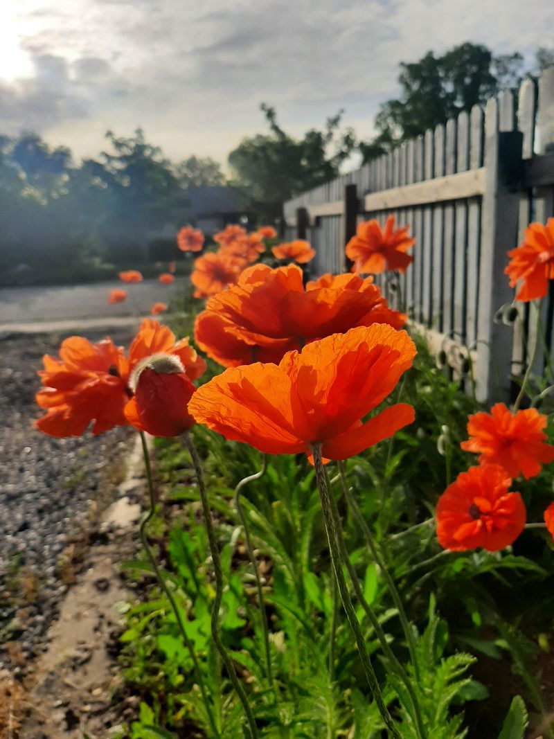 Garden Poppies Scatter Seeds For Next Year