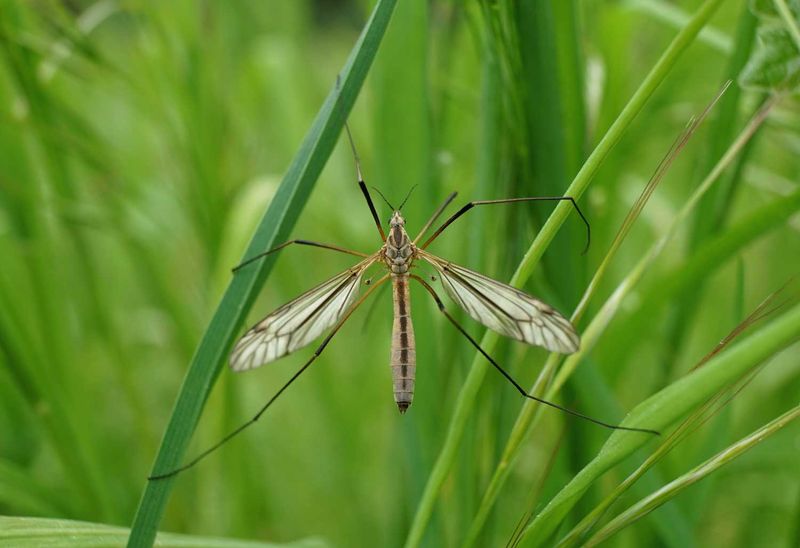 Garden Role And Benefits Of Crane Flies