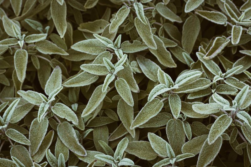 Garden Sage Garden Sage