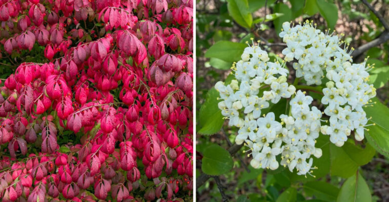 Gardeners Are Ditching Burning Bush For These Fast Growing Michigan Natives