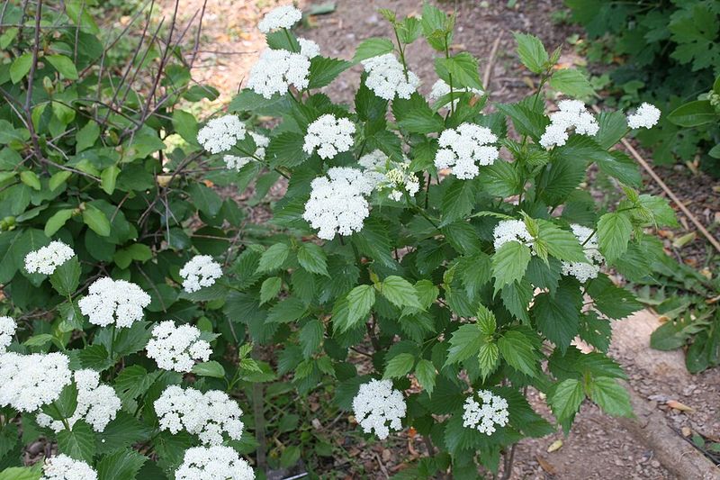 Gardeners Often Miss Its Four Season Value Gardeners Often Miss Its Four Season Value