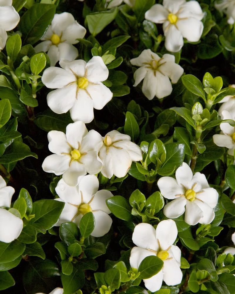 Gardenias Can Set Fewer Flowers Later On
