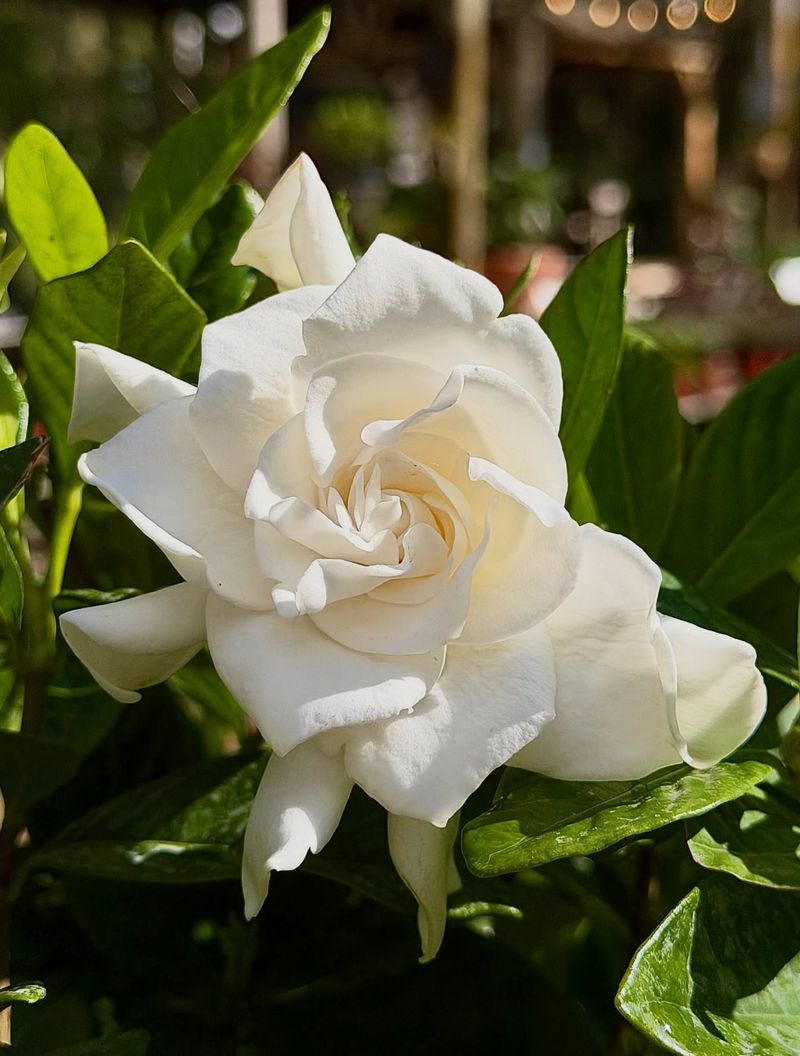 Gardenias Set Future Flower Buds Soon After Blooming Gardenias Set Future Flower Buds Soon After Blooming