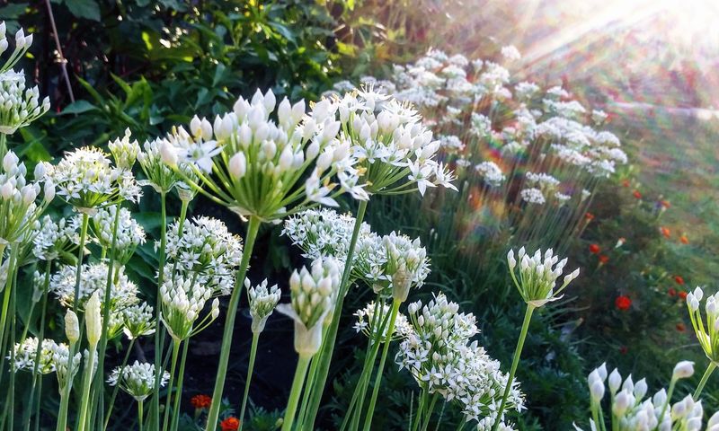 Garlic Chives Add Oniony Scent To Small Herb Gardens Garlic Chives Add Oniony Scent To Small Herb Gardens