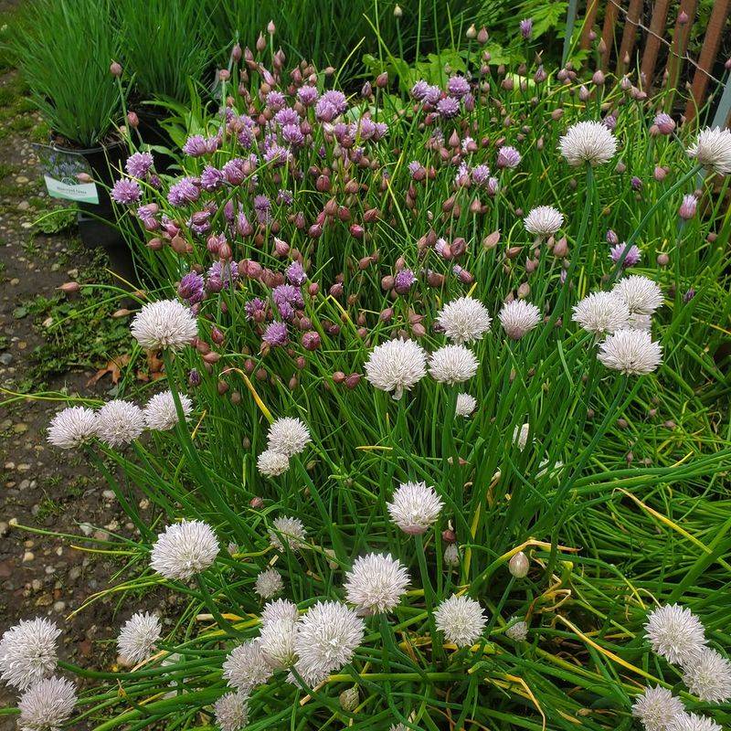 Garlic Chives (Allium Tuberosum)