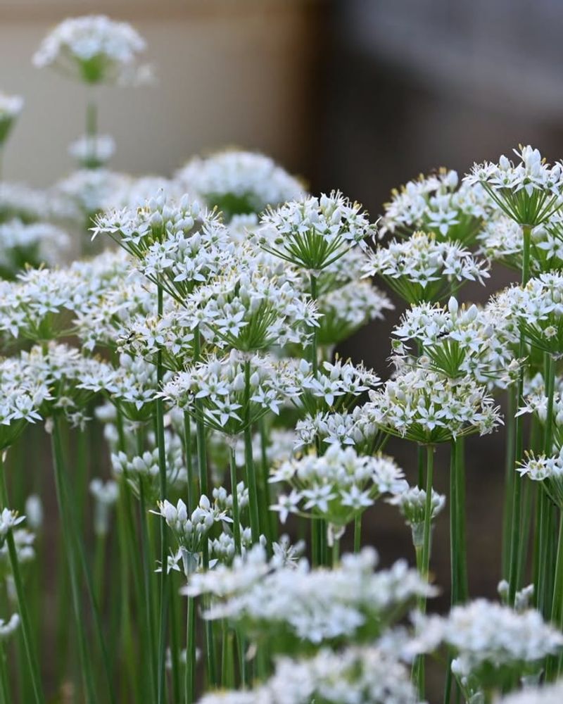 Garlic Chives Bring Allium Scent To Small Pots Garlic Chives Bring Allium Scent To Small Pots