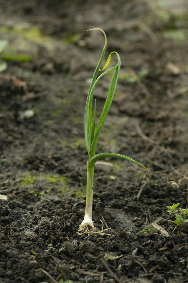 Garlic Is The Garden Guardian You Never Knew You Needed