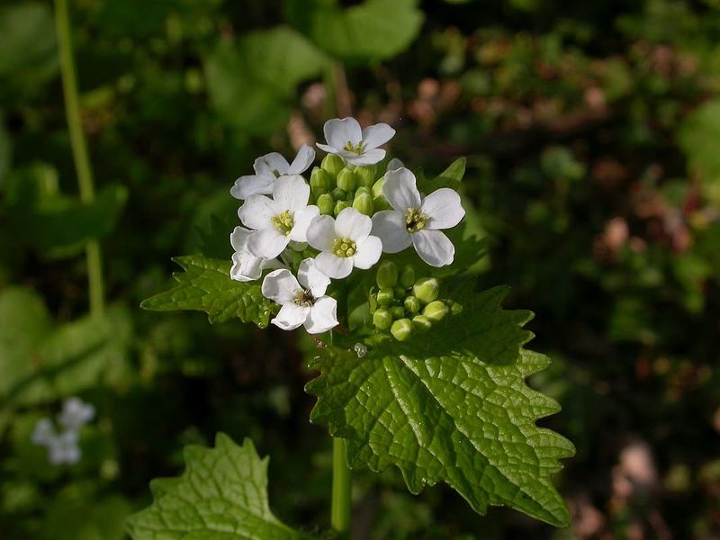 Garlic Mustard Garlic Mustard