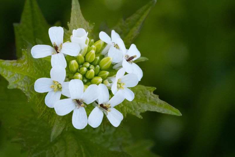 Garlic Mustard