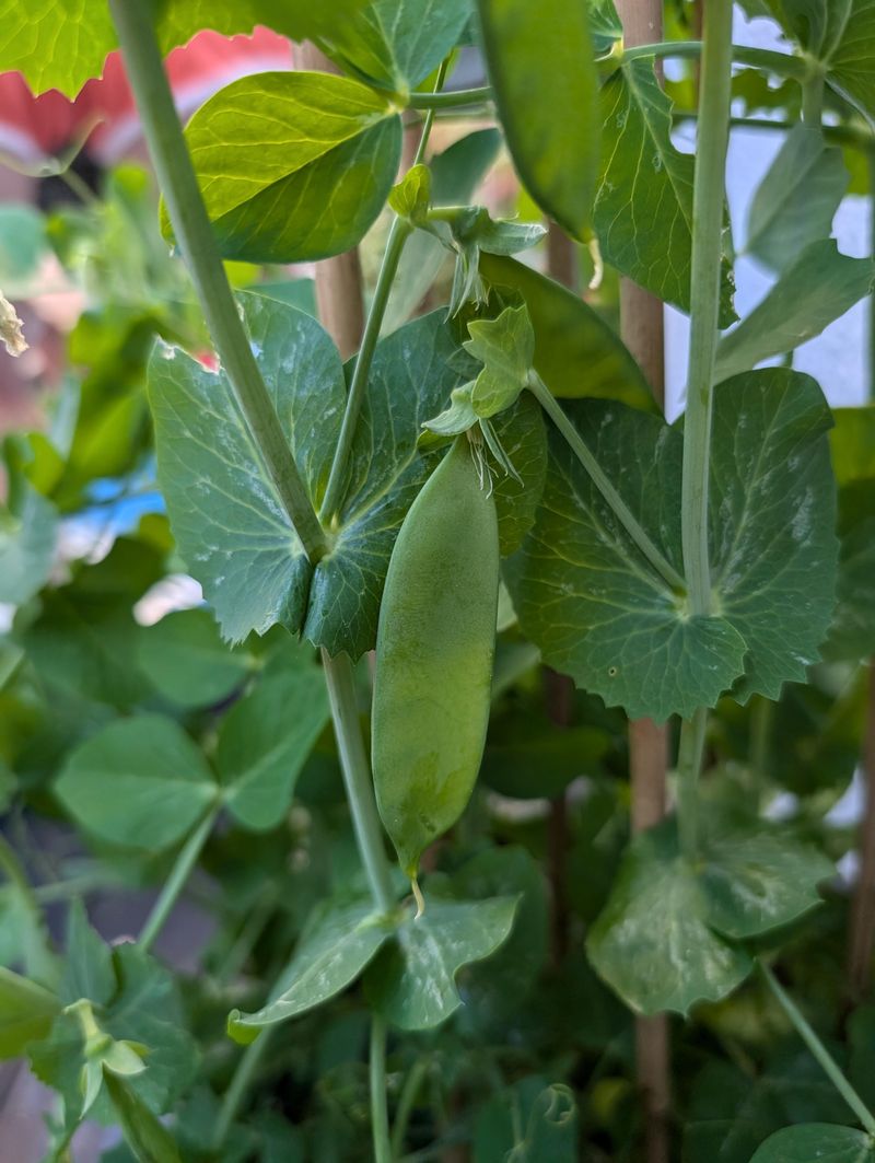 Gather Peas Before Pods Lose Sweetness