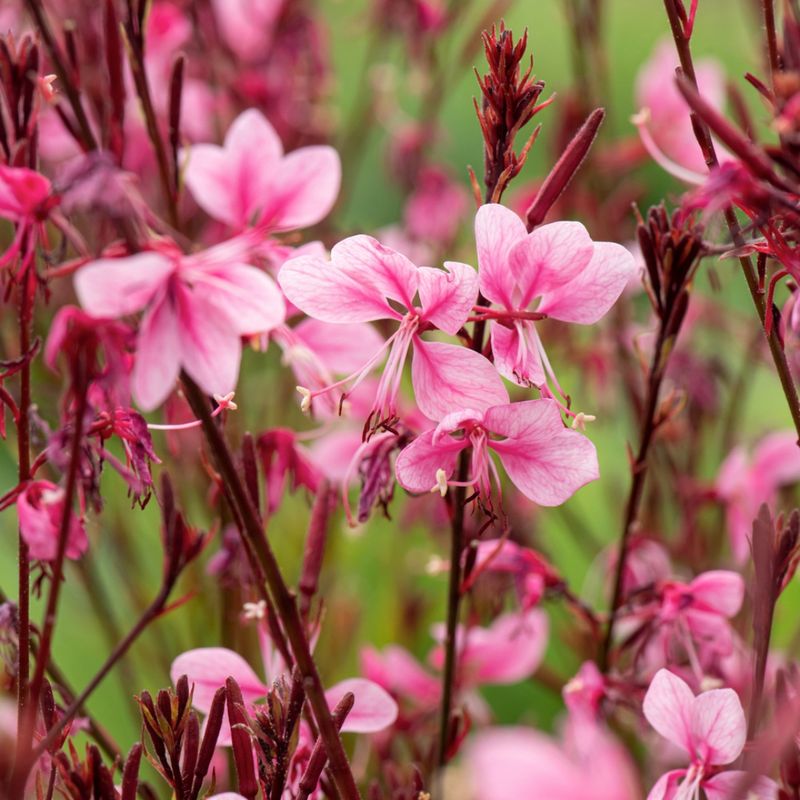 Gaura Gaura