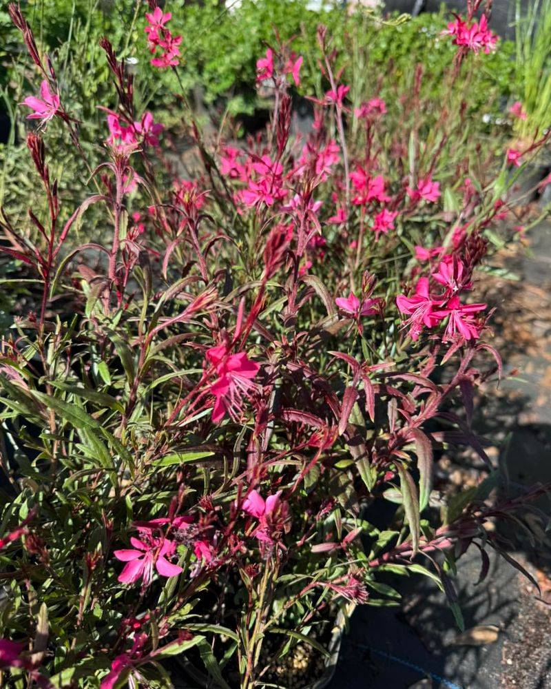 Gaura Fits Right Into The Hottest Garden Beds