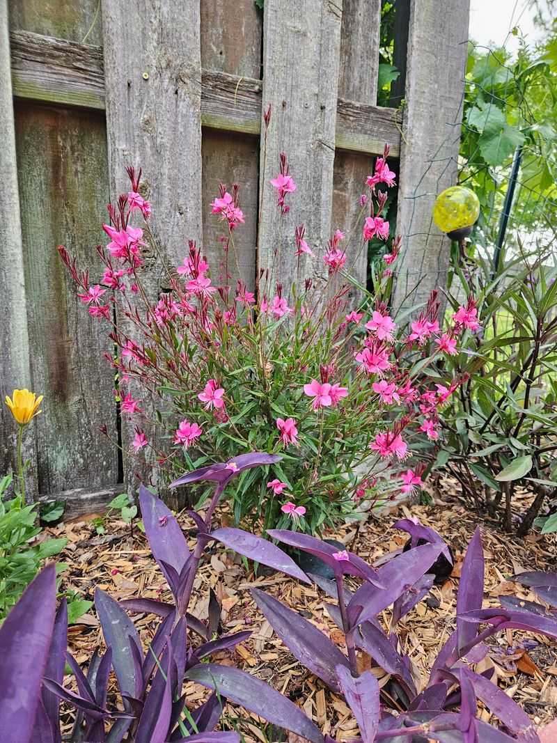 Gaura Gives Gardens Airy Flowers Without Replanting Gaura Gives Gardens Airy Flowers Without Replanting
