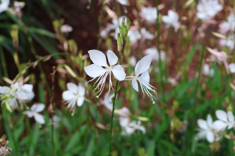 Gaura Keeps Flowers Coming For Months