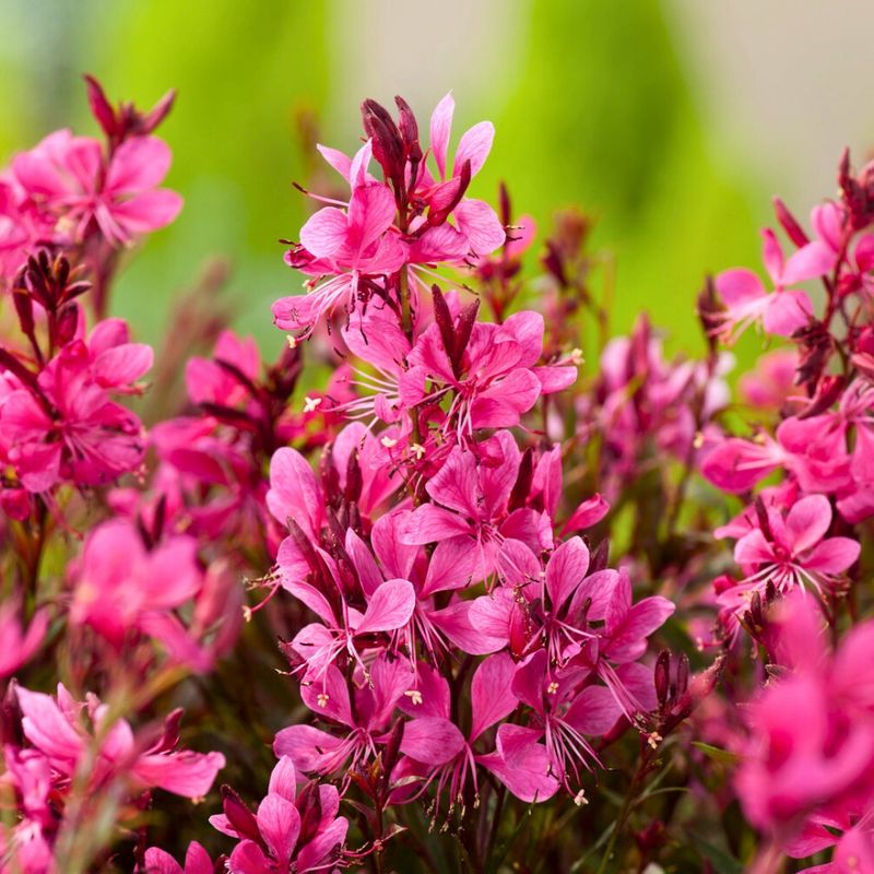 Gaura Sends Up New Flower Stems All Summer