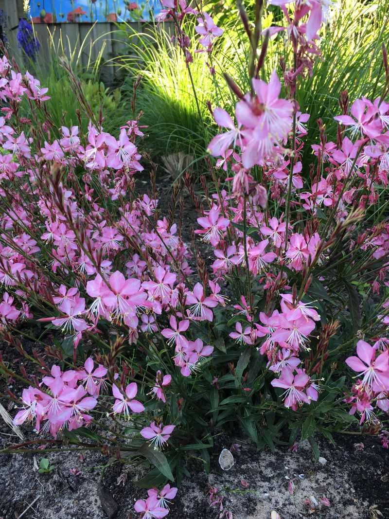 Gaura Gaura