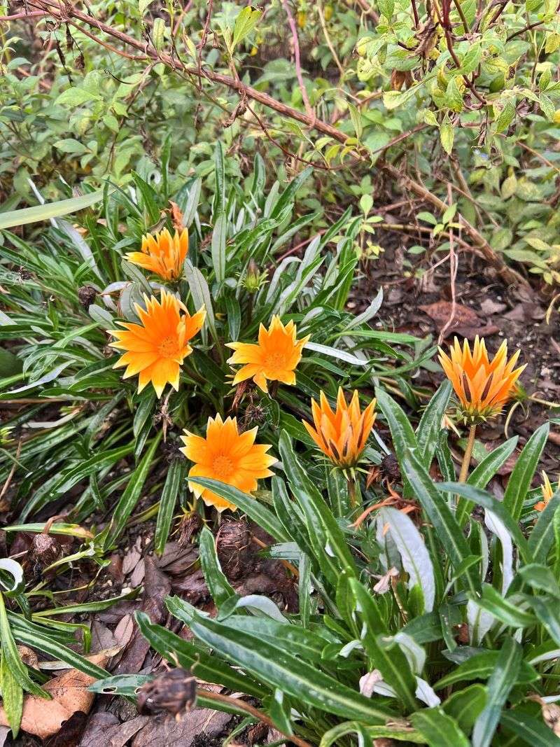 Gazania Settles Around Rocks And Borders Gazania Settles Around Rocks And Borders