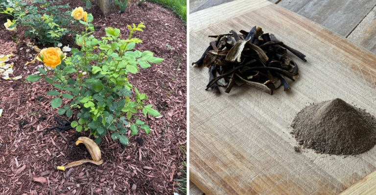 Genius Ways Michigan Gardeners Use Banana Peels To Help Roses Bloom Bigger