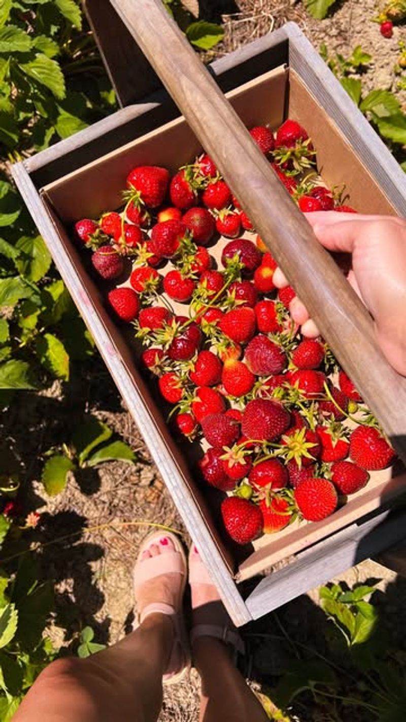 Gentle Picking Keeps Strawberries Sweeter Longer