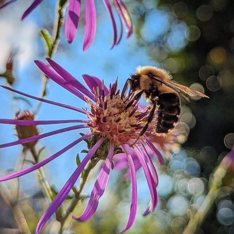 Georgia Aster Blooms When Many Nectar Sources Are Fading Georgia Aster Blooms When Many Nectar Sources Are Fading