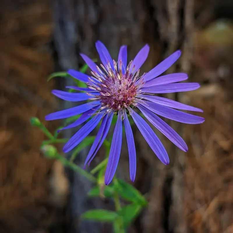 Georgia Aster Extends Color Later In The Growing Season Georgia Aster Extends Color Later In The Growing Season