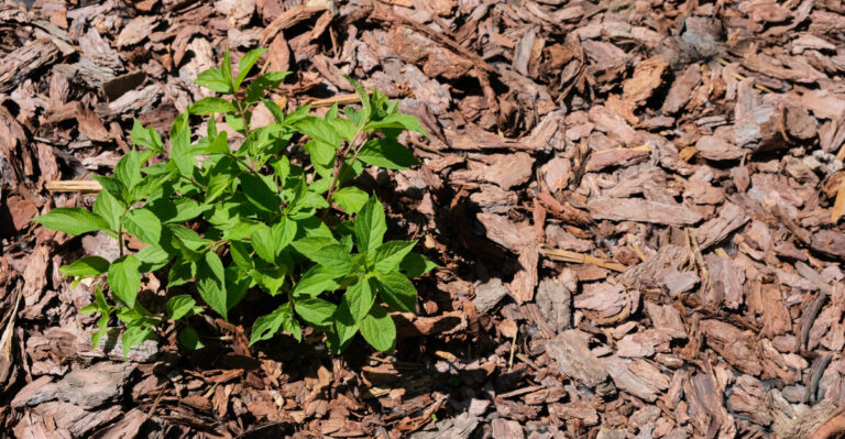 mulch (featured image)