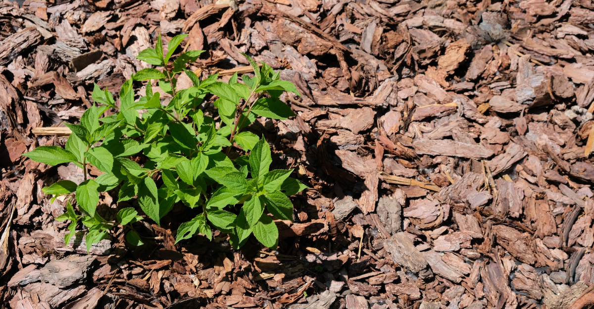 mulch (featured image)
