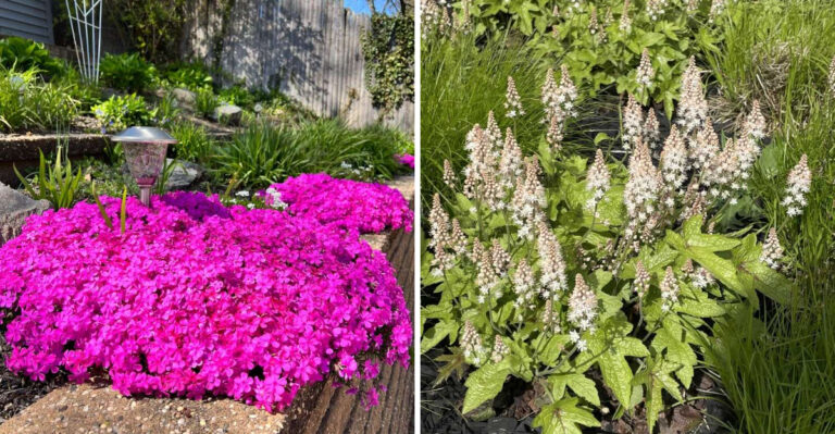 Georgia Gardeners Are Replacing Plain Mulch With These Groundcovers