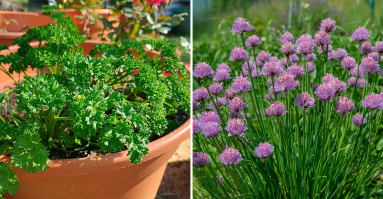 Georgia Gardeners Can Still Plant These Fast Growing Herbs Before Summer Heat Closes In