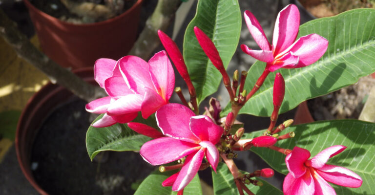 plumeria (featured image)