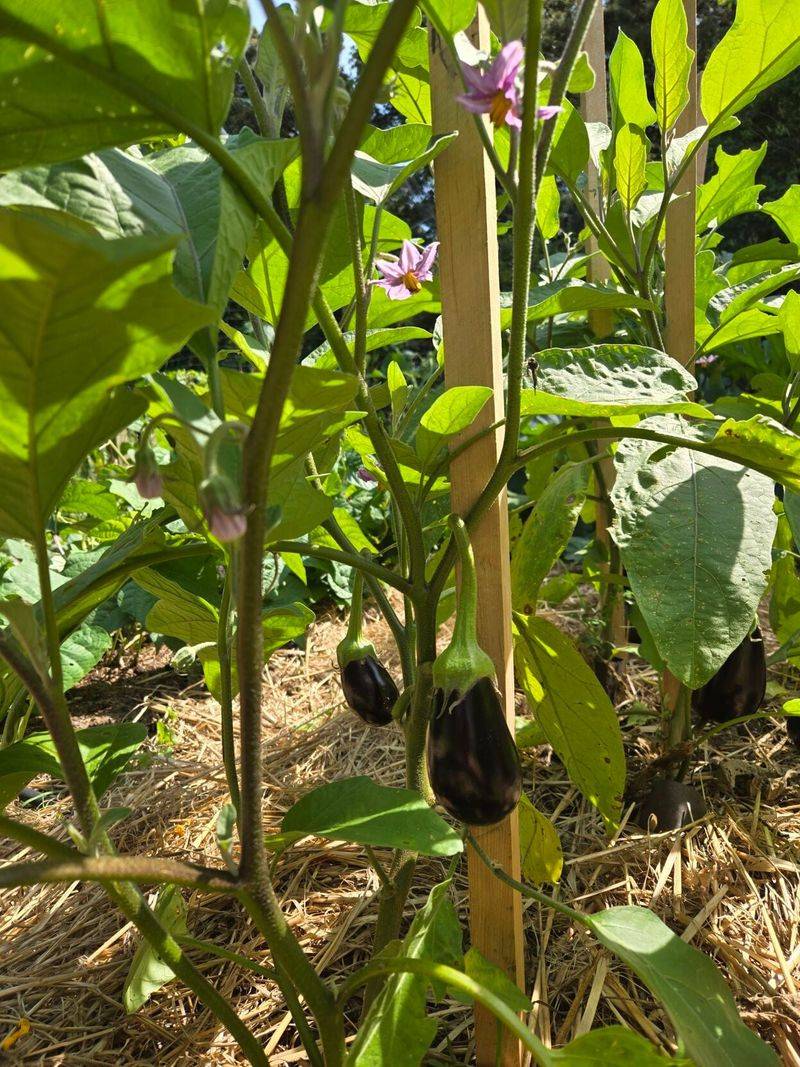 Georgia Gardeners Often Overlook Its Value