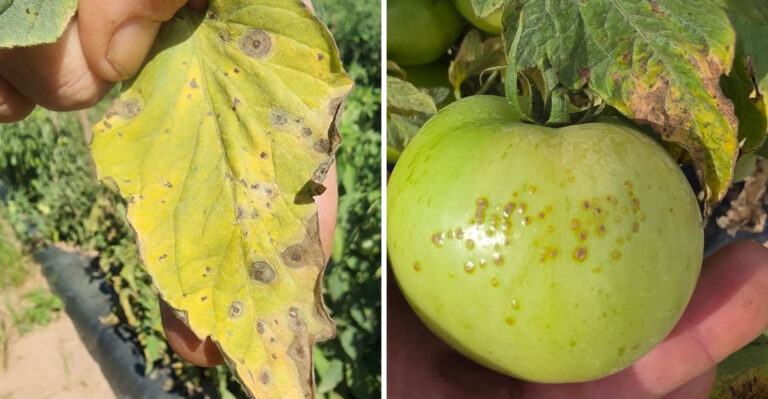 Georgia Gardeners Should Watch For These Summer Diseases Before They Spread