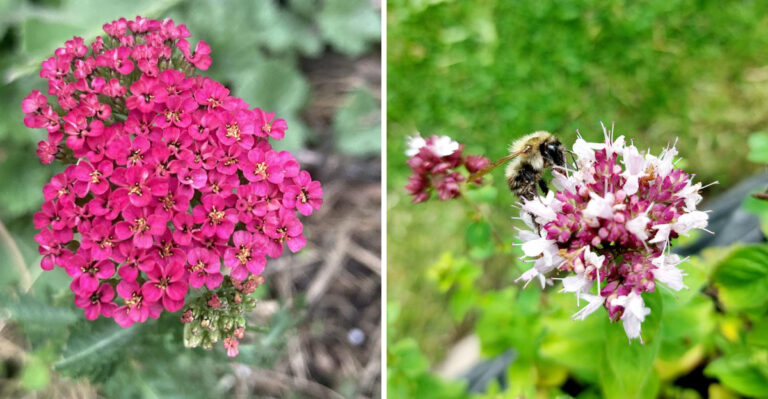 Georgia Gardeners Use These 8 Plants Near Vegetables For Fewer Pest Surprises