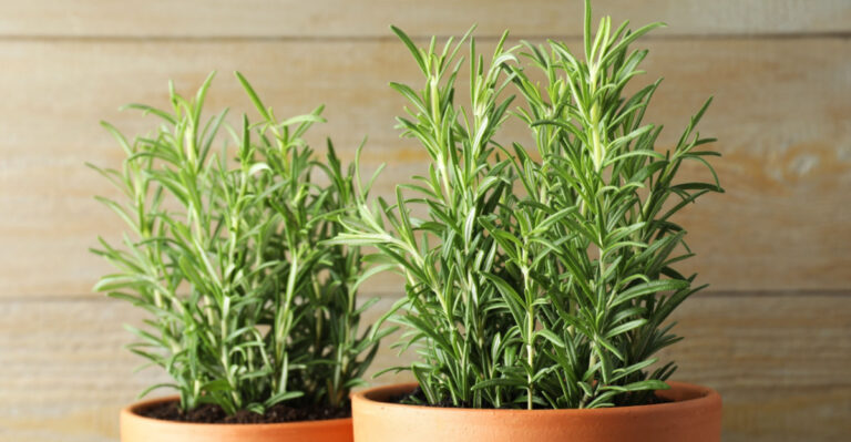 Georgia Gardeners Who Grow Rosemary In Containers Swear By This One Simple Trick