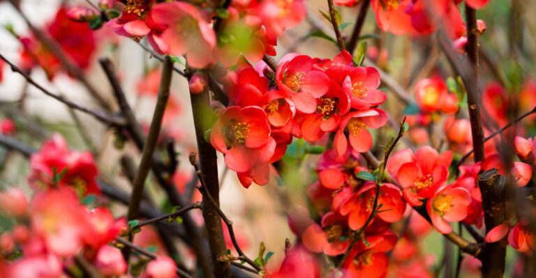 plant (featured image)