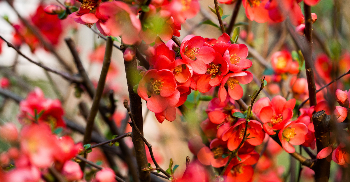 plant (featured image)
