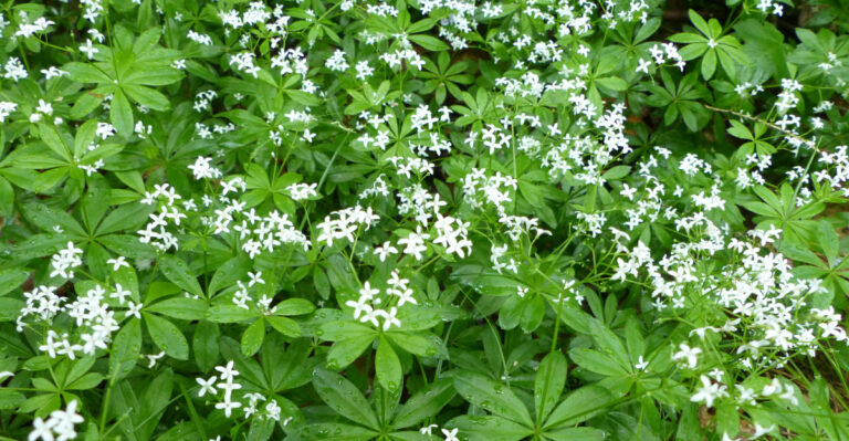 plant (featured image)