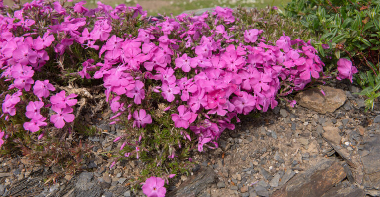 plant (featured image)