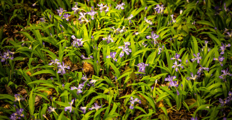 plant (featured image)