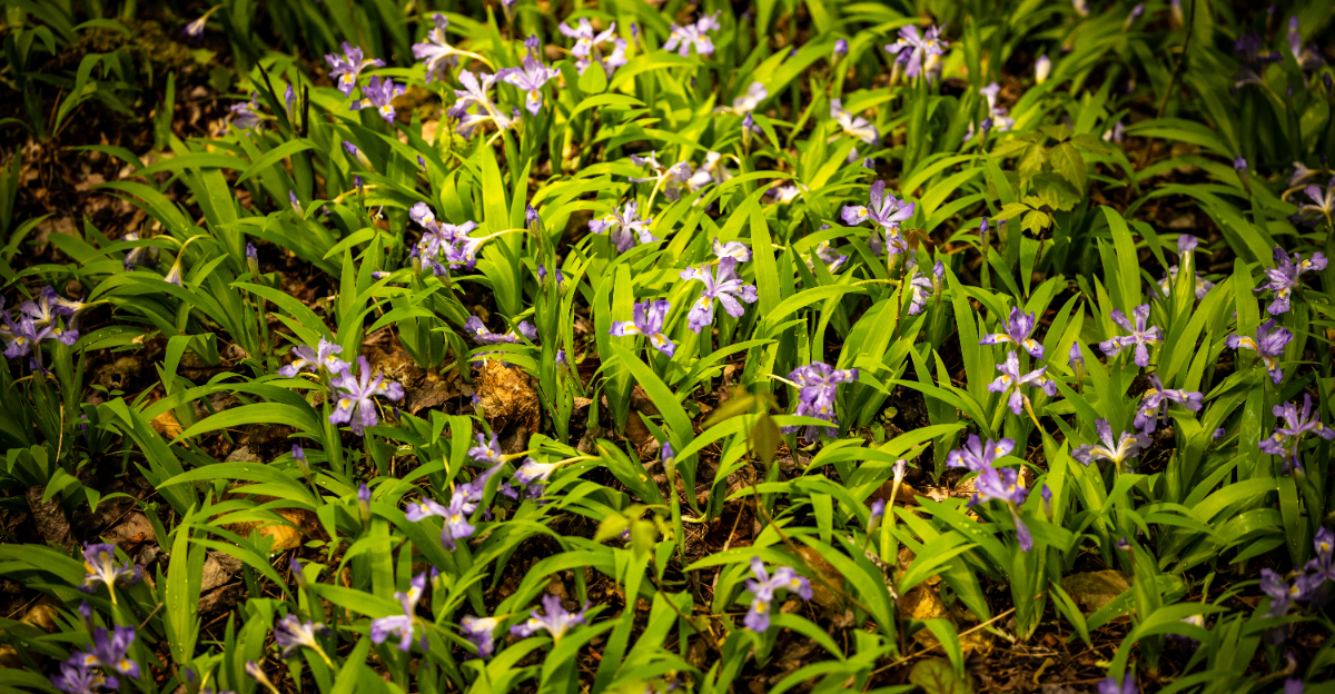 plant (featured image)