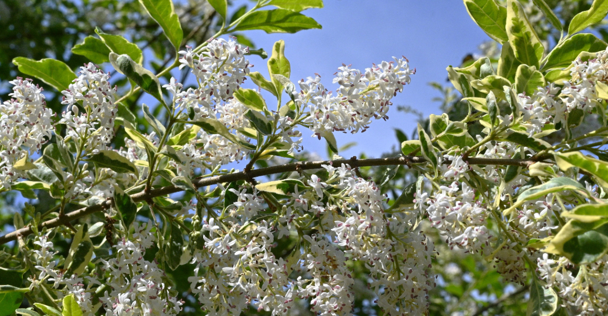 shrub (featured image)