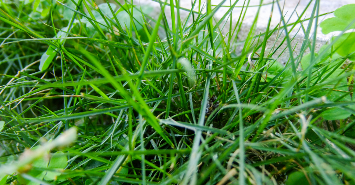 grass (featured image)